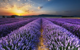 10 PLACES TO SEE LAVENDER FIELDS ON EVERY CONTINENT