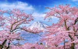 Best Time to visit Japan for Sakura Lover